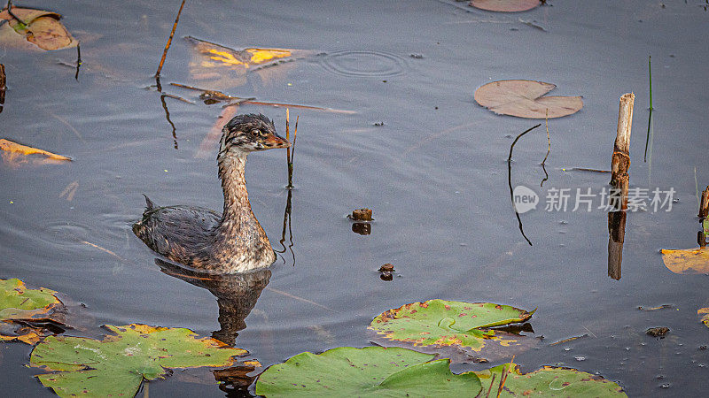 非常年轻的美洲小鸻鹬(Podilymbus podiceps)，小喙鸻鹬，美洲小鸻鹬，有杂色喙的小鸻鹬。